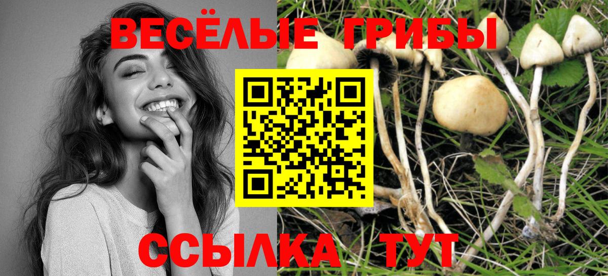 Сафоново  Псилоцибиновые грибы Psilocybe  Вход с VPN 